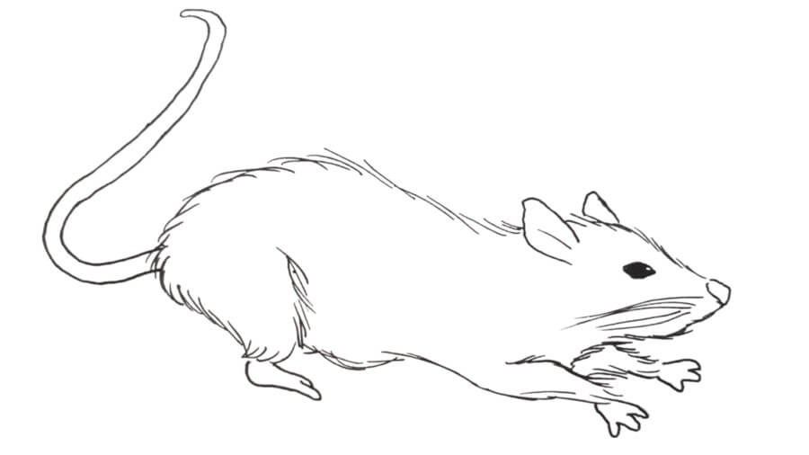amor do rato