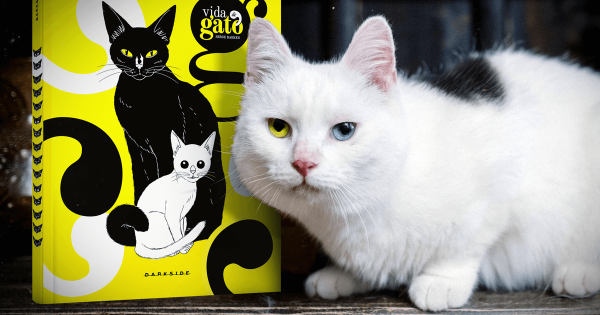 490 ideias de Felinos em 2023  desenhos de gatos, arte com gatos