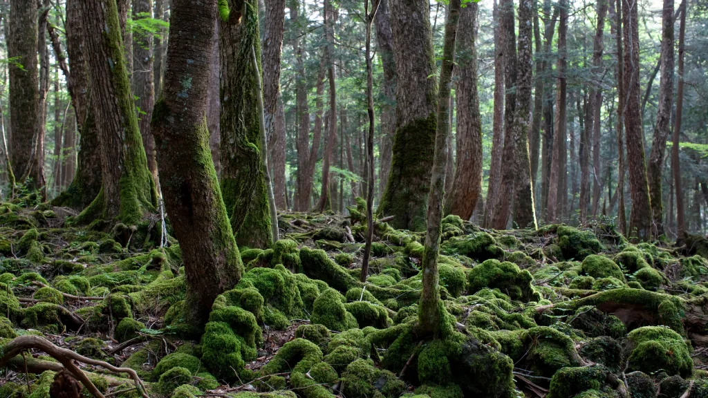 floresta de aokigahara
