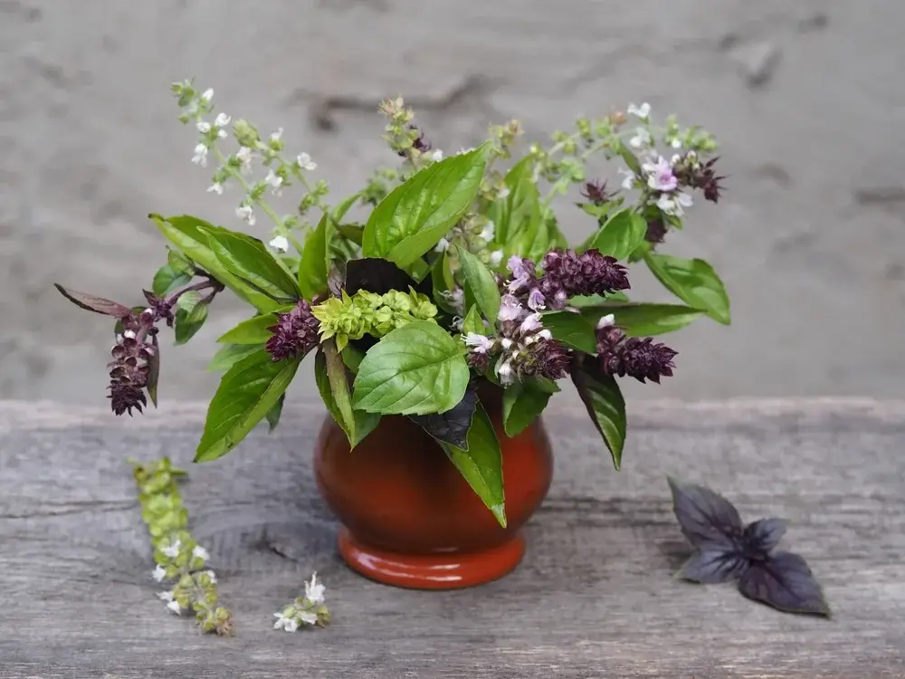 flor de manjericão