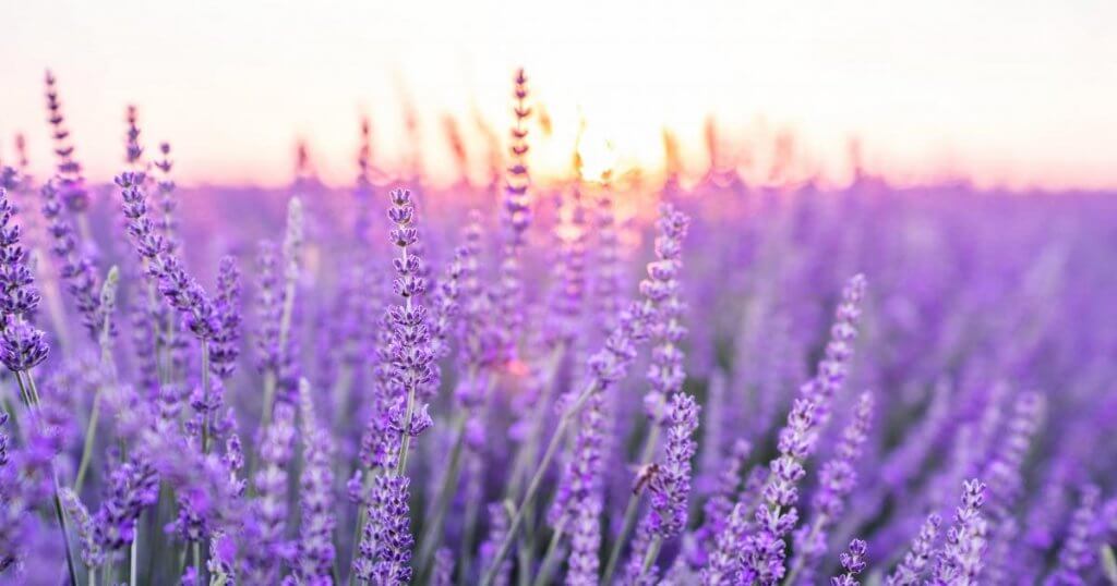 lavanda