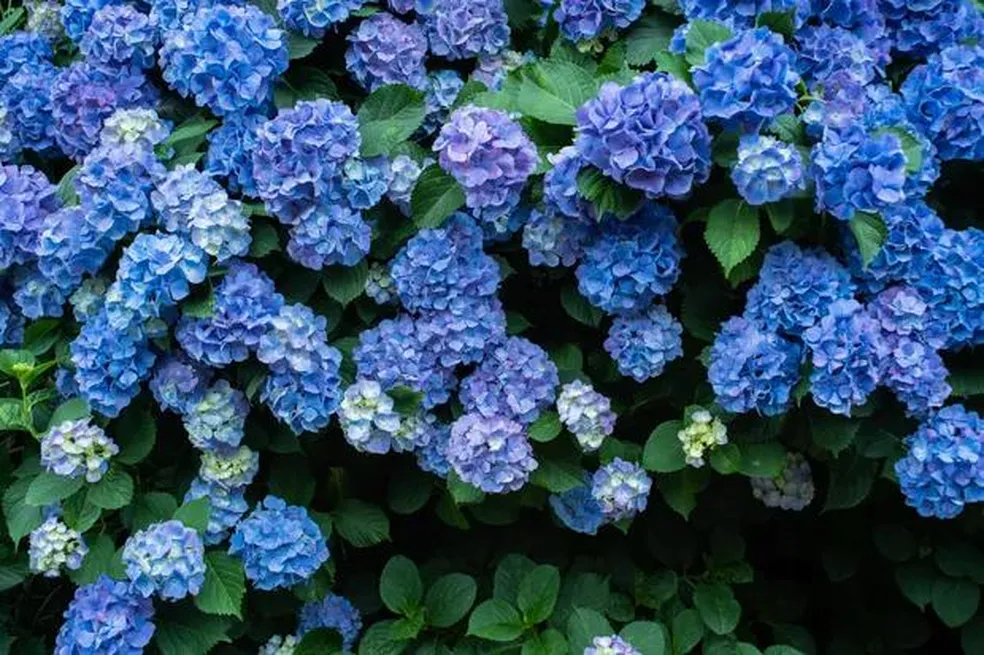 hortensia