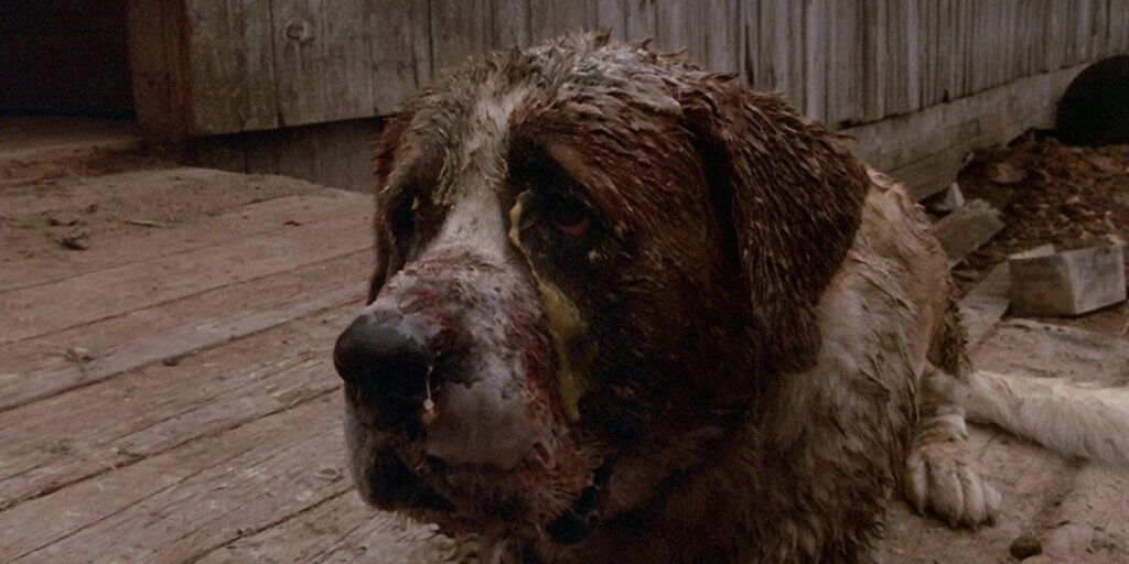 cujo dog