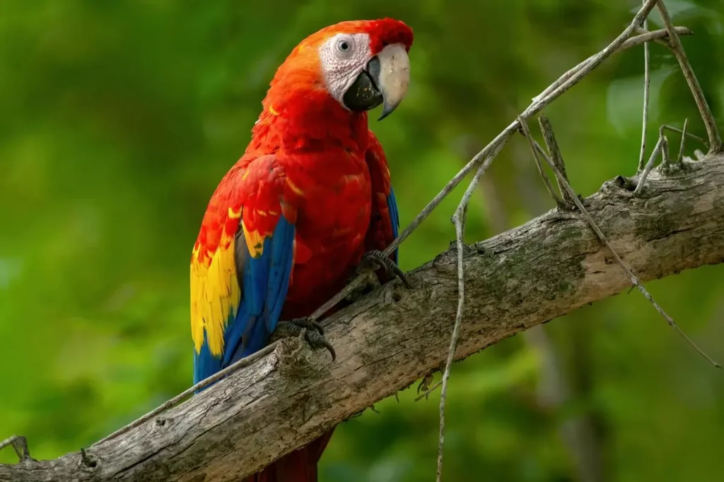 arara