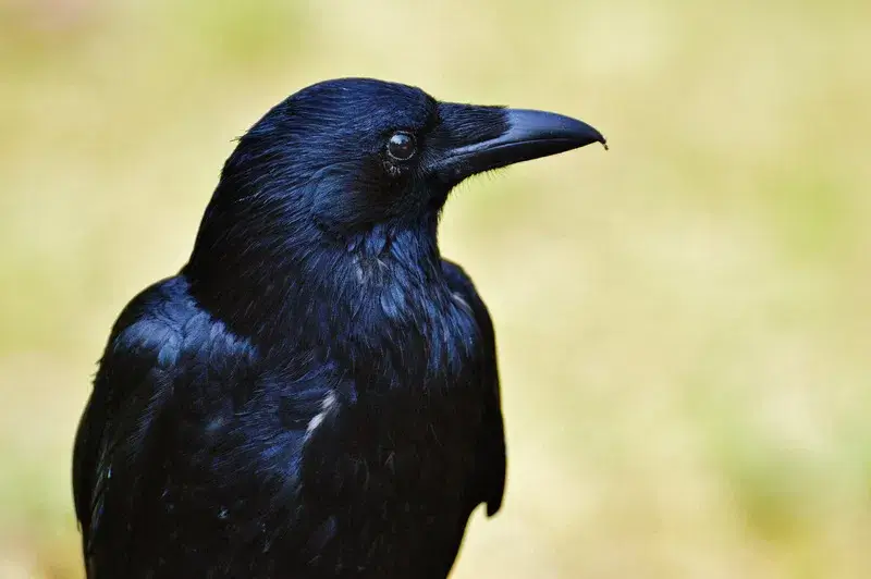 corvo