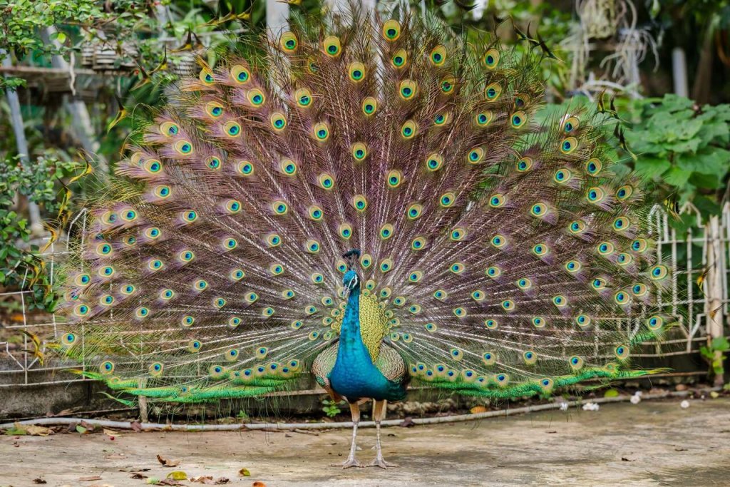 pavão